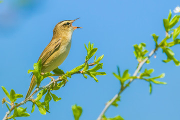 Sedge Warbler, Acrocephalus schoenobaenus, singing