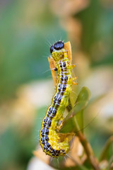 Box tree moth, Cydalima perspectalis