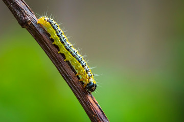 Box tree moth, Cydalima perspectalis