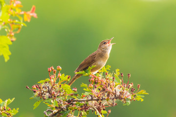Singing Common Grasshopper warbler bird Locustella naevia mating during spring season