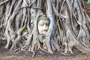 Head Buddha statue in the fig tree roots at Wat Mahathat  is Temple and famous tourist attraction Ayutthaya province, Thailand