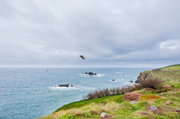 Fototapeta na wymiar Lizard Point, Halbinsel, Küste, Küstenwanderung, Steilküste, Cornwall, Frühling, Südengland 