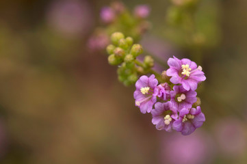 Close up of little pink flowers on a blurred background near Pune, Maharashtra, India
