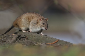 brown rat in the nature habitat. wildlife scene with brow rat. the rat is looking for food at the pond (Rattus norvegicus)