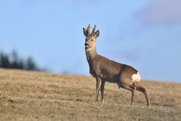 wildlife scene from spring nature. roe deer standing on meadow. deer standing in a meadow and urine