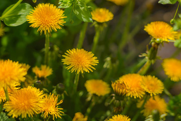 Spring or summer background, Sunny day with flowers and grass. Yellow flowers of dandelions