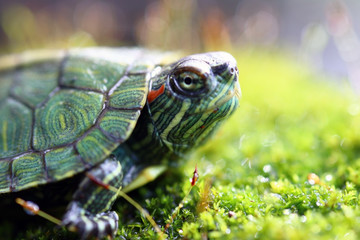 closeup of a turtle