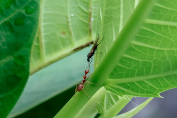 spider on leaf