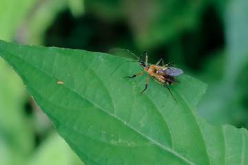 fly on leaf