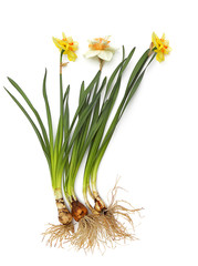 Daffodils, flowers with bulbs, bulbous plant. Seed, bulb or plant so that it can grow. Flower business concept, planting material. Isolated on white background