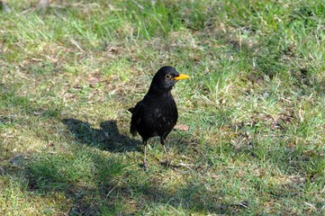 Amsel