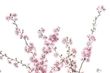 Naklejka na ściany i meble cherry tree in bloom 