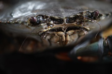 Dinner