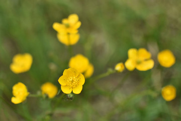 Beautiful light with yellow flowers field with shallow depth of field use as natural background