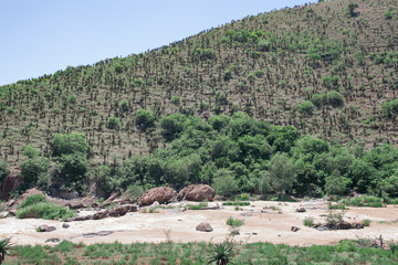 The hills along the Ngwangwane river are abundant with Aloe trees that flower in winter and are best viewed by taking the train along the river side. Creighton, South Africa.