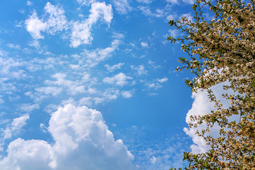 Obraz premium Blooming tree, abundant bloom against the background of bright blue sky and clouds. Agriculture and crop production. The concept of a rich harvest. Selective focus, place for text.
