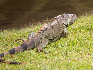 iguana