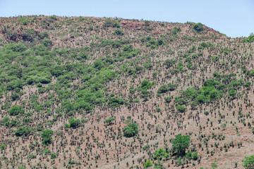 Fototapeta na wymiar The hills of kwa zulu natal close to the town of Creighton are well known for the abundance of aloes, Creighton, South Africa.