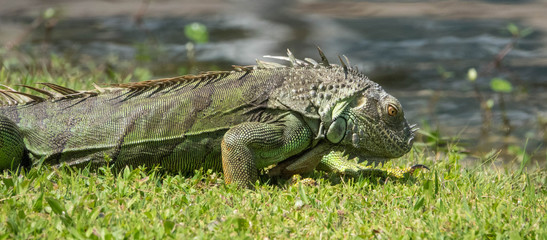 iguana