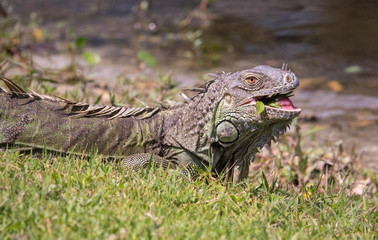 iguana