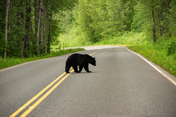 bear on highway, great back lighting - Powered by Adobe