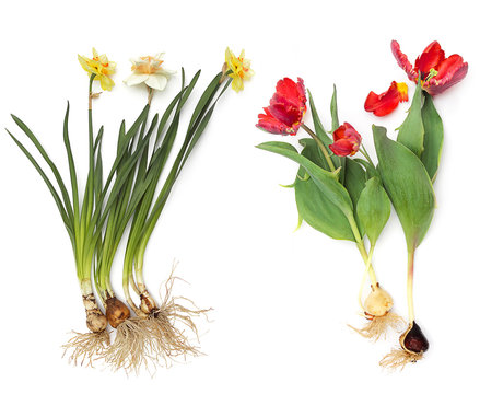 Red tulips with fringe and daffodils, flowers with bulbs, bulbous plant. Seed, bulb or plant so that it can grow. Flower business concept, planting material. Isolated on white background