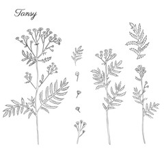 Tansy flower or Tanacetum vulgare vector illustration isolated on white backdrop, ink sketch, decorative herbal doodle, line art style for design medicine, wedding invitation, greeting card, cosmetic