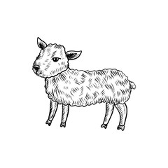 Cute little lamb hand drawn symbol of Happy Easter, vector ink sketch illustration isolated on white, cartoon sheep, cub ewe farmer animal, Character design for baby shower, greeting card, ivitation