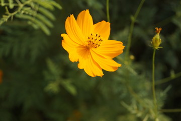 yellow flower