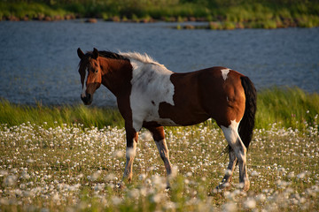 Fototapeta premium scenery horse