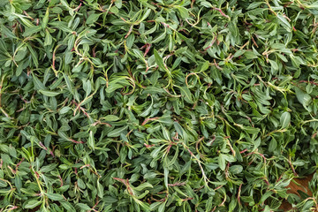 madımak food consumed as fresh grass, knotweed grass to the turkey,,madimak grass close-up,...