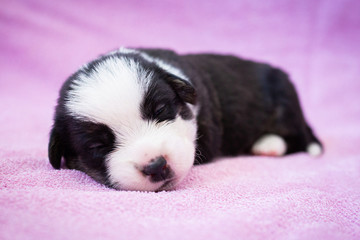 newborn cute fluffy black and white welsh corgi cardigan puppy on pink background. puppy sleeping on the carpet.