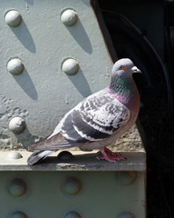 Pigeon in the city