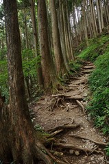 植林帯の山道