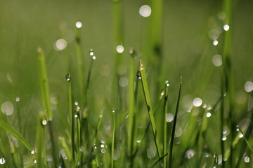 Close Up Of Fresh Grass With Water Drops In The Early Morning