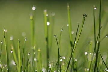 Fototapeta na wymiar Close Up Of Fresh Grass With Water Drops In The Early Morning