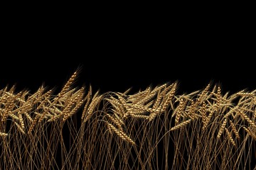 industrial 3D illustration of cute wheat spikelets isolated on black, wheat field - agricultural concept