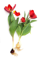 Red tulips flowers with a bulb, tulip bulb, a flower with a fringe. Seed, bulb, or plant so that it...