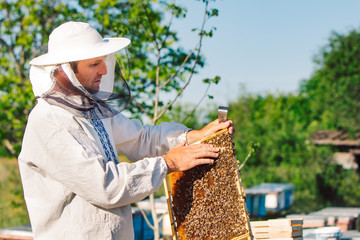 Beekeeper is working with bees and beehives on the apiary. Beekeeper on apiary.