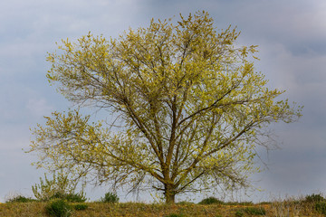 Robinia pseudoacacia. Árbol con brotes en primavera. Falsa acacia.