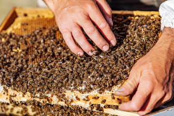 Hand of beekeeper is working with bees and beehives on the apiary. Bees on honeycombs. Frames of a bee hive