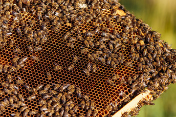 Frames of a bee hive. Beekeeping. Honey.