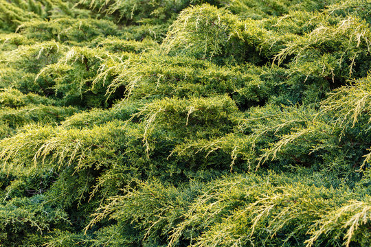 Ramas de enebro. Juniperus. Protecci&oacute;n contra la erosi&oacute;n.