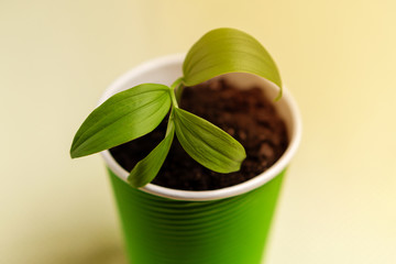 Beautiful young sprout in a green glass of paper. Close-up