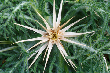 Xanthium spinosum. Arranca moños. Cardo joven.