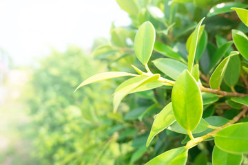 Closeup Green leaf nature for background . Creative made of green tree leaves.
