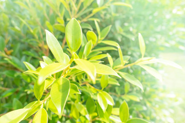 Closeup Green leaf nature for background . Creative made of green tree leaves.