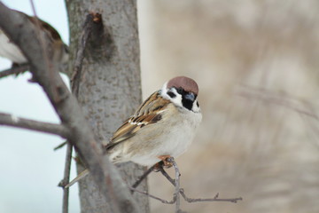  spring sparrow sitting on a tree branch
