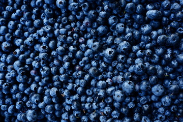 Fresh blueberry background. Texture blueberry berries close up