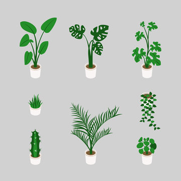 Set Of Decorative Houseplants Isolated On White Background. Bundle Of Trendy Plants Growing In Pots  In Isometric. Flat Colorful Vector